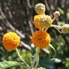 Buddleja globosa 'Cally Orange'